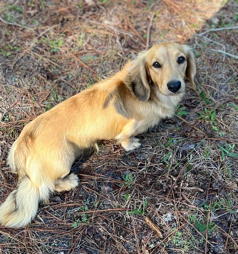 Dachshund-Puppies-Available-